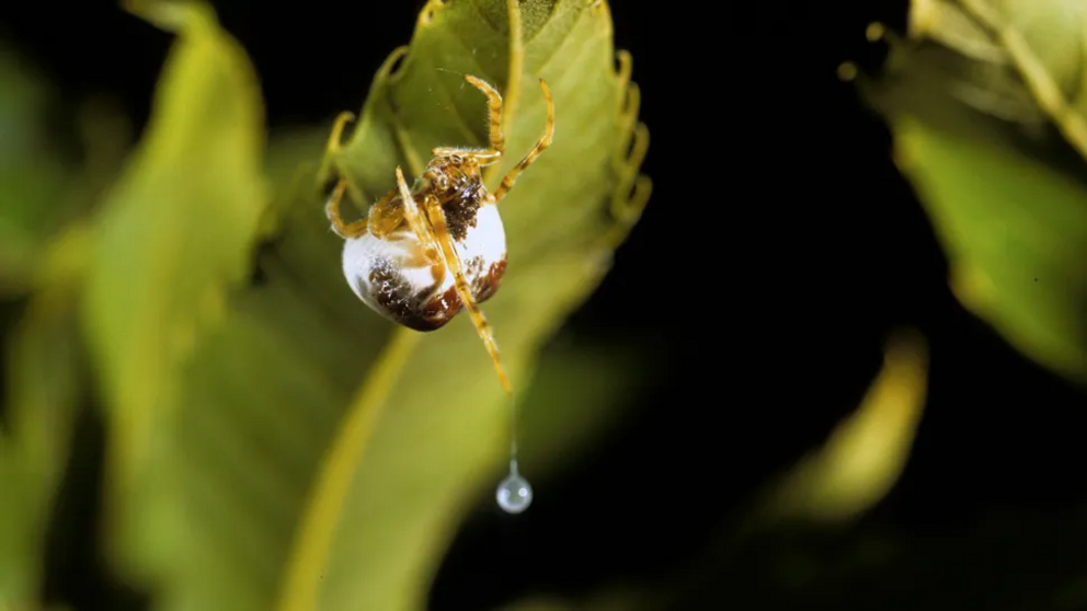 The bolas spider is a member of the orb-weaver spider family, Araneidae.