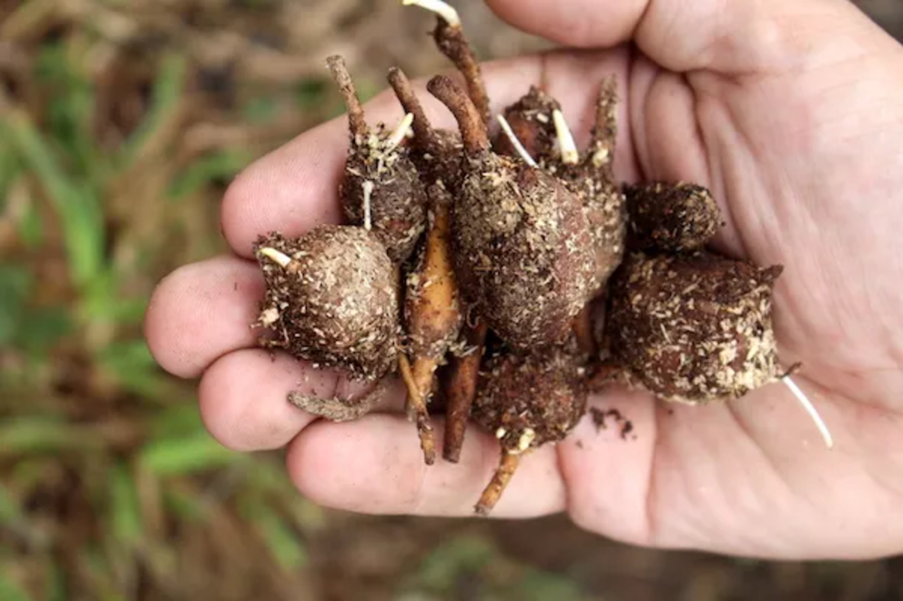 Groundnut tubers about to be planted. They came packed in sawdust, and quite a bit still clings to the outside.