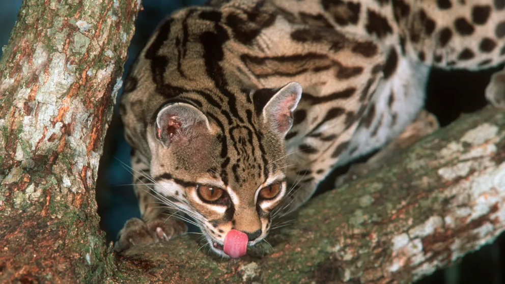 Shrieking cries of the Margay (Leopardus wiedii) mimic infant pied tamarin monkeys (Saguinus bicolor).