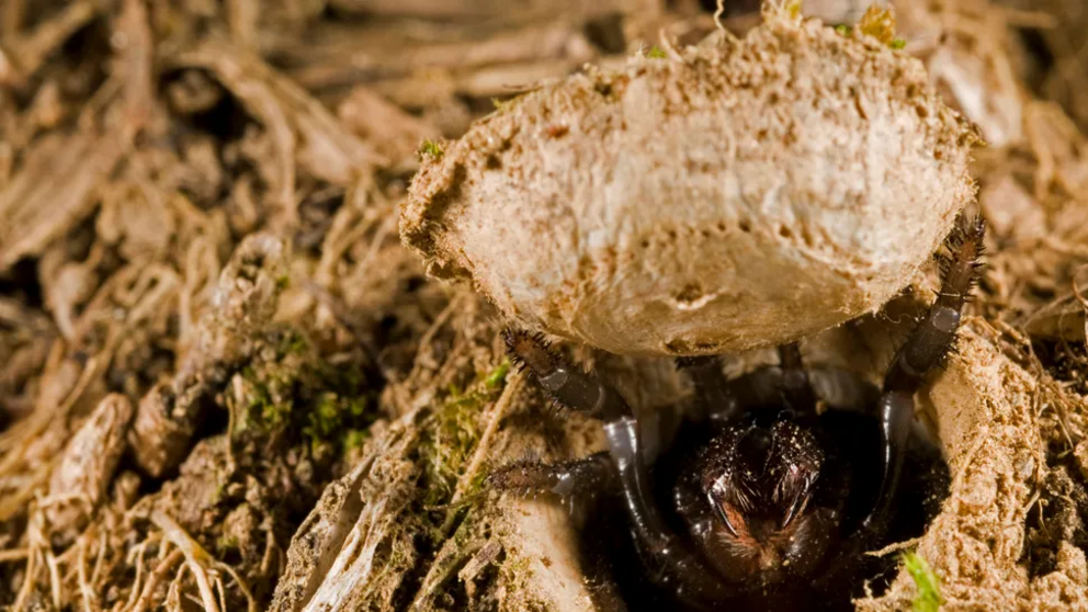 Not all species of trapdoor spiders build silk hinged doors above their underground burrows.