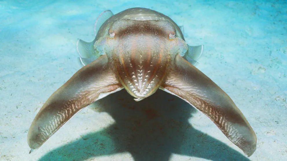 Broadclub cuttlefish mesmorizes its prey by pulsating colour along body.