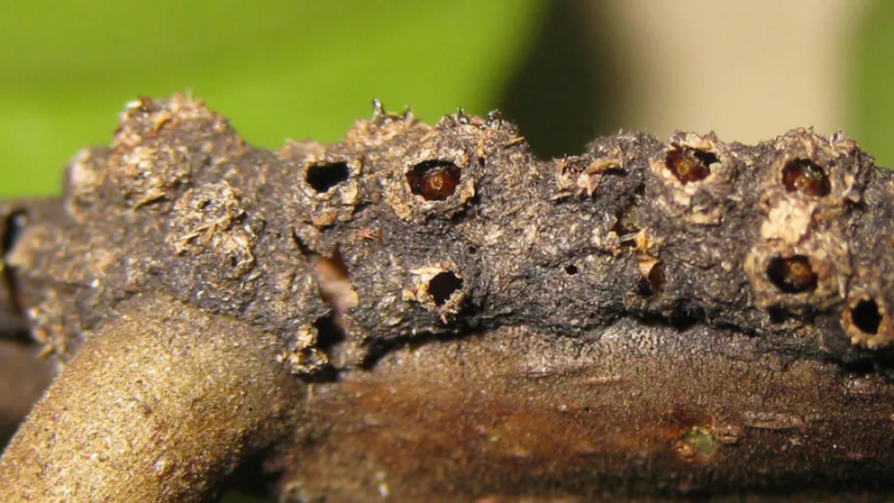 Alarmed workers wait with open mandibles below the holes for prey or intruders.