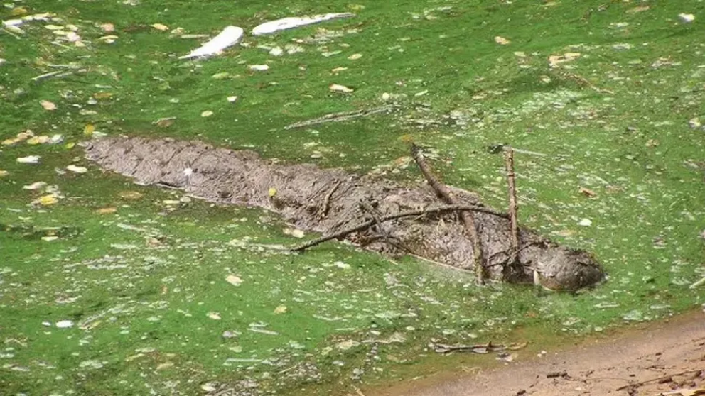 Alligators and crocodiles use small sticks to attract birds looking for nesting materials.