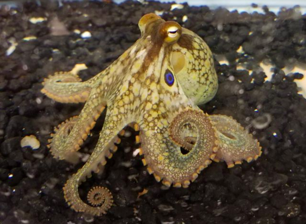 Octopus bimaculoides, the California two-spot octopus. (Cassady Olson)