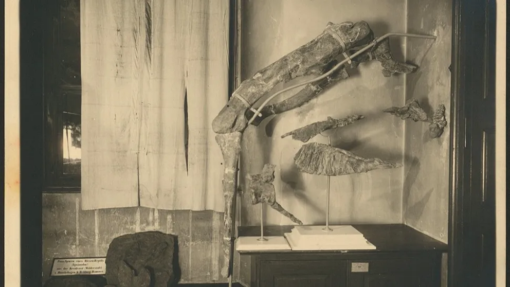  Skeletal remains of Tameryraptor markgrafi in Alte Akademie before they were destroyed in WWII.