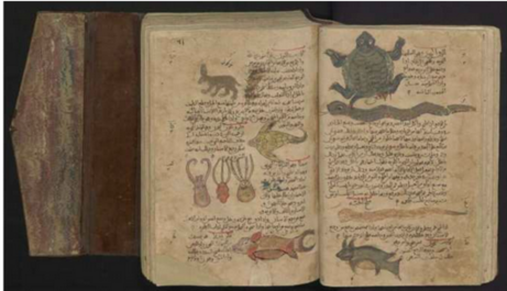 Three cuttlefish and other marine and terrestrial animals. From an Arabic manuscript of Dioscurides' Book of Herbs. Credit: Leiden University Libraries.