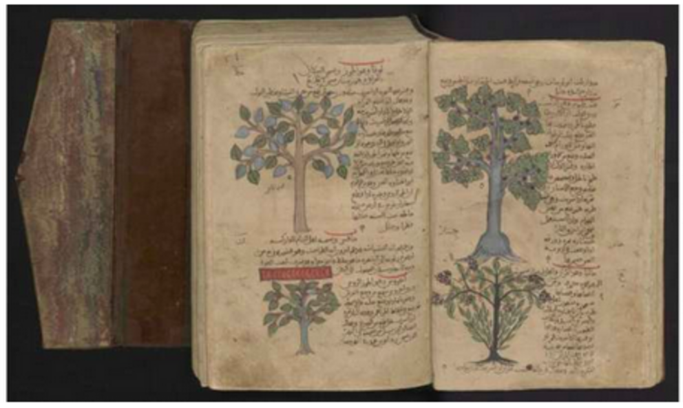 Illustration of a plane tree (cinar) and a manna ash, in Kitab al-Hasha'ish or De Materia Medica by Dioscorides. Credit: Leiden University Libraries.