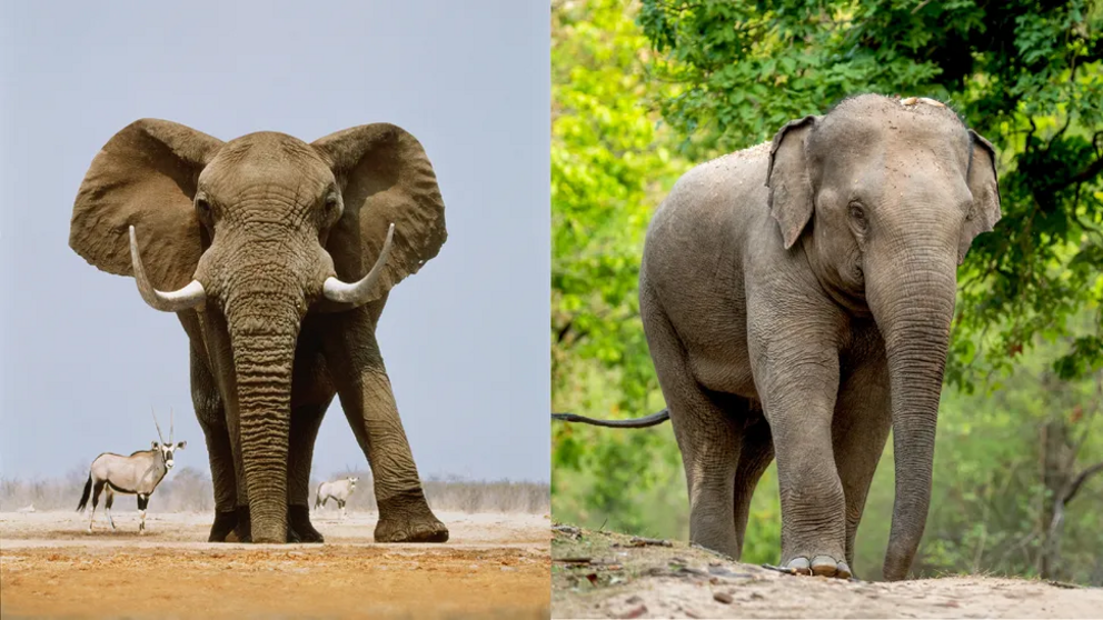 African elephants (left) have bigger ears than Asian elephants do, and both male and female African elephants grow tusks. Asian elephants (right) have smaller ears than African elephants do, and many only grow small tusks that barely show.