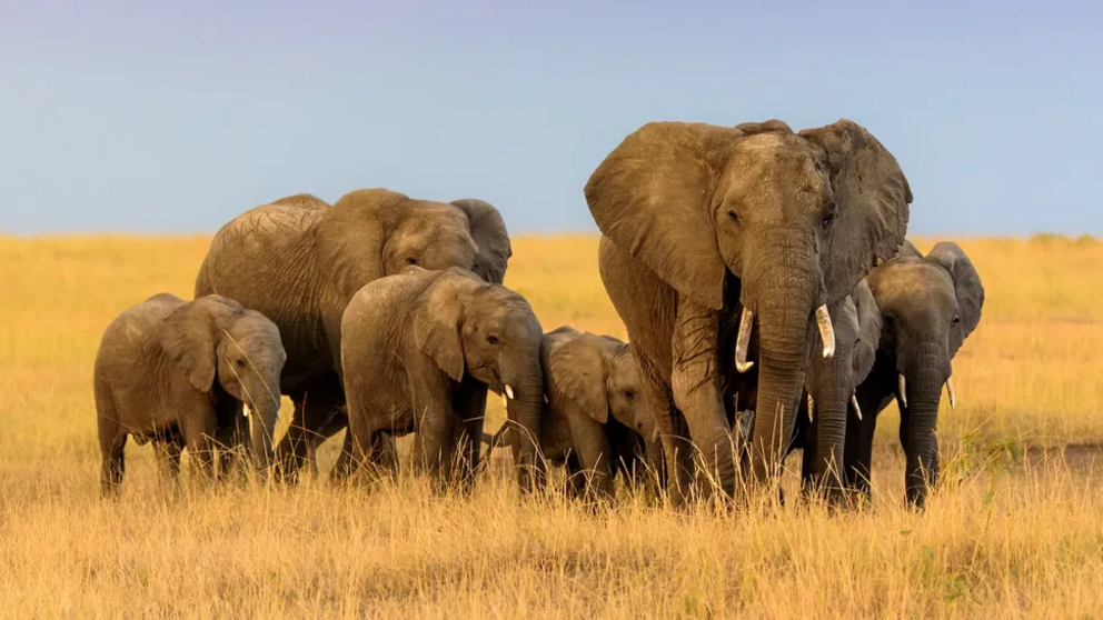 Elephants are highly social animals that live in herds.