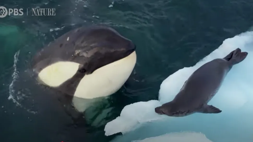 The orca calves took turns hunting the seal after being shown how to pull it from the ice.